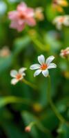 Delicate white flowers bloom among vibrant green foliage in a sunny garden setting during springtime photo