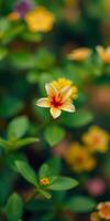 Beautiful yellow and orange flower blooming amidst lush green foliage in a garden setting photo