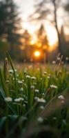 Daisies bloom under the golden sunset in a serene meadow during spring photo