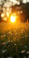 Golden sunset casts warm glow over delicate wildflowers in a tranquil meadow photo