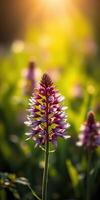 Beautiful purple lupine flower blooming in a sunlit field during springtime photo