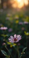 Beautiful flower blooming in the sunrise with a soft focus on a field of greenery and light photo
