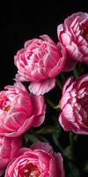 Bright pink peonies bloom beautifully against a dark background in this elegant close-up capture of nature's artistry photo