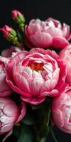Beautiful pink peonies bloom in a vibrant arrangement against a dark background photo
