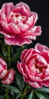 Beautiful pink peonies captured against a dark background showcasing intricate petals and lush green leaves photo