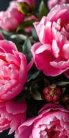 Beautiful pink peonies blooming in a vibrant garden demonstrates the essence of springtime freshness and color photo