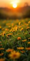 Vibrant yellow flowers bloom in a field as the sun sets on a warm evening photo