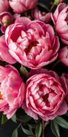 Beautiful pink peonies arranged gracefully against a dark background for stunning floral display photo