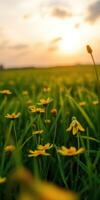 Bright yellow flowers bloom in a lush green field during a serene sunset in the countryside photo