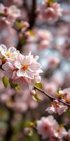 Blossoming cherry tree branches display delicate pink flowers amidst a soft background in spring photo