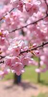 Blossoming pink cherry blossoms in a sunny park during spring season photo