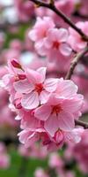 Cherry blossoms bloom vibrantly in spring, showcasing delicate pink petals against a lush background photo
