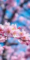 Cherry blossoms bloom on a branch, creating a vibrant display against a clear blue sky in spring photo