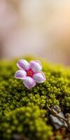 Delicate pink flower blooming among lush green moss in a serene natural setting photo