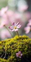 Delicate pink flower blooming amidst vibrant green moss in a serene natural setting during spring photo