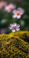 Delicate pink flower blooming on vibrant green moss in a tranquil forest setting at dawn photo