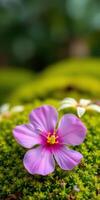 Bright pink flower blossoms on lush green moss in a serene garden setting during daylight photo