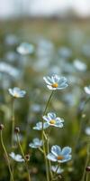 Delicate blue flowers blooming in a vibrant green field during golden hour light photo