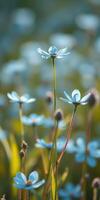 Vibrant blue flowers blooming in a sunny meadow during springtime photo