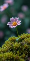 Delicate pink flower blooming on a moss-covered surface surrounded by green nature photo