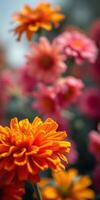 Vibrant orange flower in focus surrounded by pink flowers in a lush garden during bright daylight photo