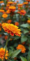 Bright orange flowers bloom in a vibrant garden setting during springtime photo