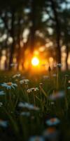 Sun setting behind trees with wildflowers in foreground creates a serene evening atmosphere photo