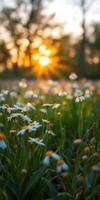 Sunlight illuminating a field of daisies at sunset in a serene natural landscape photo