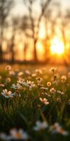 Beautiful wildflowers bloom under a golden sunset in a tranquil meadow photo