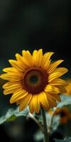 Bright sunflower blooming with vibrant petals in a serene garden setting during the summer season photo
