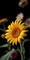Bright sunflower blooms against a dark background showcasing its vibrant petals and intricate center details photo