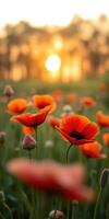 Vibrant orange poppies bloom in a sunlit field during golden hour photo