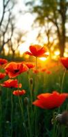 Vibrant red poppies blooming in a sunlit meadow during early evening hours photo