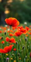 Bright orange poppies bloom in a lush green field during sunset in early spring photo
