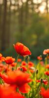 Vibrant red poppies blooming in a sunlit meadow during golden hour in spring photo