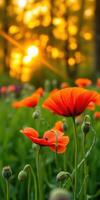 Vibrant orange poppies bloom in a lush field as the sun sets behind the trees photo