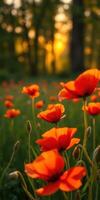 Vibrant orange poppies bloom during sunset in a serene forest setting photo