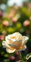 Beautiful white rose blooming in vibrant garden during sunny day with soft bokeh background photo