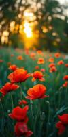 Bright red poppies bloom in a sunlit field during golden hour in springtime photo
