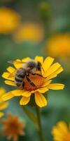 Bee collecting nectar from a yellow flower in a vibrant garden during springtime photo