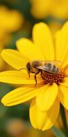 Bee collecting nectar from a bright yellow flower in a sunny garden setting during springtime photo