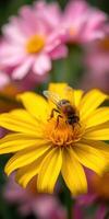 Bee pollinating a vibrant yellow flower surrounded by pink blossoms in a sunny garden setting photo