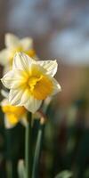 Daffodils blooming in a sunny garden during spring, showcasing vibrant yellow petals and fresh greenery photo