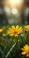 Bright yellow flowers bloom in a lush green field during a warm afternoon in early spring, creating a vibrant natural landscape photo