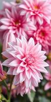 Beautiful pink dahlias blooming in a garden showcasing intricate petal patterns and vibrant color during springtime photo