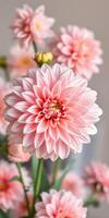 Beautiful pink dahlia flowers arranged elegantly in a floral display on a soft blurred background photo