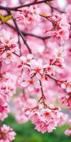 Spring blossoms decorate branches in a vibrant display of pink flowers during a sunny day in a serene park setting photo