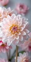Beautiful pastel pink dahlia blooms showcasing intricate petals in a serene floral arrangement photo