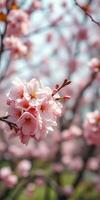 Cherry blossoms bloom under a clear blue sky in springtime, showcasing delicate pink petals and vibrant greenery photo