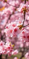 Beautiful cherry blossoms in full bloom during springtime in a serene garden setting photo
